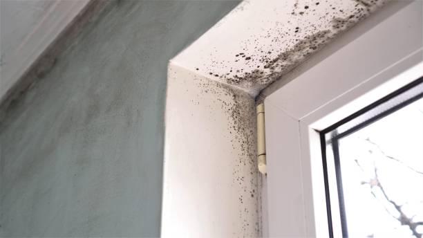 Best Black Mold Removal  in White Marsh, MD