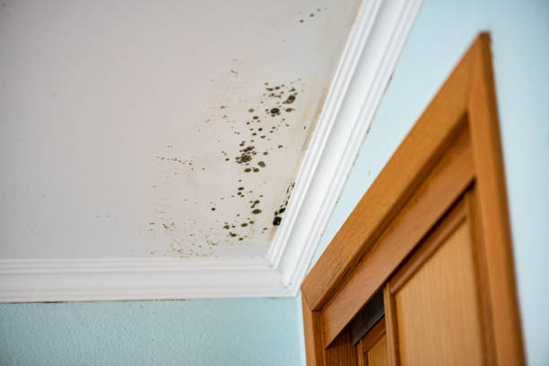 Best Mold Damage Repair  in White Marsh, MD