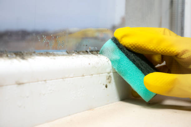 Best Mold Remediation  in White Marsh, MD