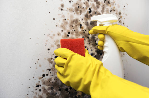 Best Mold Removal Company Near Me  in White Marsh, MD