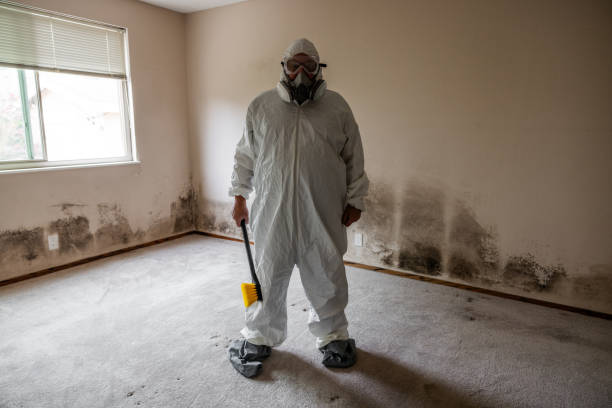 Professional Mold Removal in White Marsh, MD