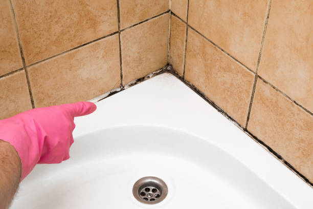 Home Mold Removal in White Marsh, MD